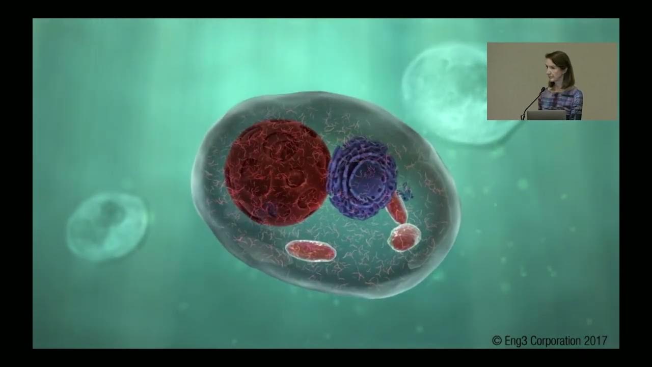 Protein Folding Activity Process Why is Protein Folding Structure