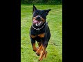 razas de perros rottweiler