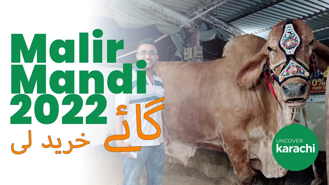 Janwar Khareed Liya | Malir Mandi Latest Rates 2022 | Bakra Eid Season 2022 - Uncover Karachi