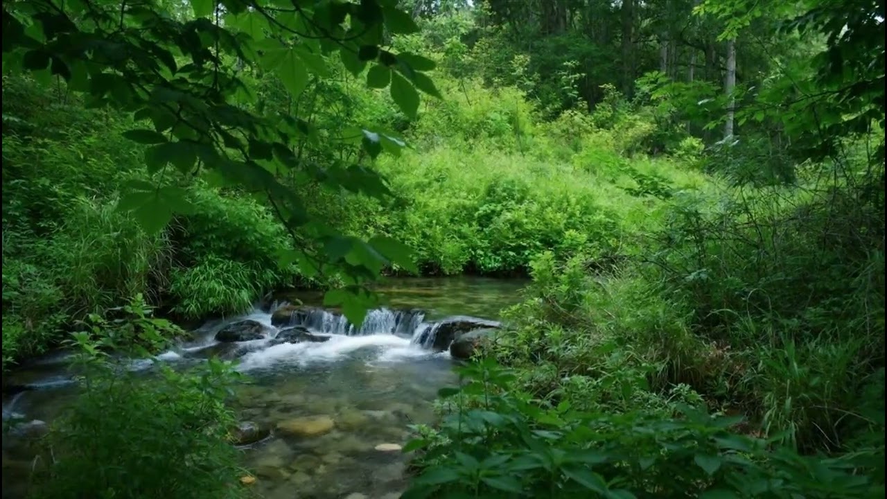 Smooth Forest Stream Sound and Bird Chirping, Peaceful, Meditation, Deep Sleep
