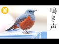 イソヒヨドリの鳴き声4種(さえずり・地鳴き・警戒声・幼鳥)
