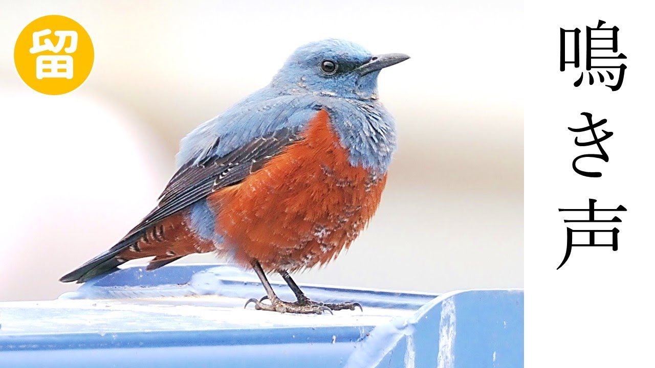 木彫バードカービング】イソヒヨドリ