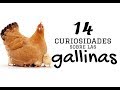 14 Curiosidades sobre las gallinas