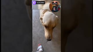 IS THIS THE BEST GIFT EVER?? #shorts #shortsfeed #dog #funny #mrbeast #bestgift #reaction #twitch