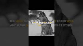loyalty in peak🛐 #aestheic #fypシ゚viral #shortsfeed #trending #viral #_Jennieverse_#100k