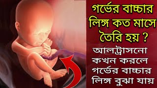 গর্ভের বাচ্চার লিঙ্গ কত মাসে তৈরি হয়কখন আল্ট্রাসনো করলে লিঙ্গ বুঝা যায় - Ultrasound During Pregnancy