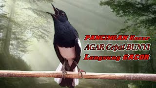 SIULAN Kacer gacor ngeplong pagi hari cocok buat pancingan kacer bahan agar lekas nyaut bunyi gacor