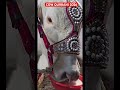Cow qurbani 2026  #2k26qurbani #cowqurbani #cow #cowlover #cowvideos #cowboys #cows #youtubeshorts