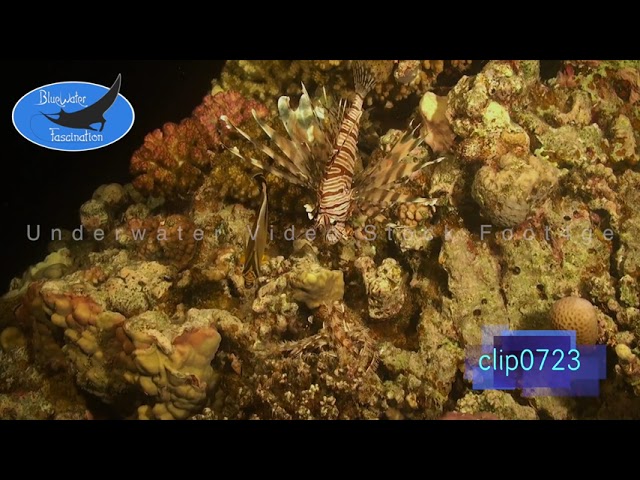 0723_Lionfish and Butterflyfish on coral reef at night. HD Underwater Royalty Free Stock Footage.
