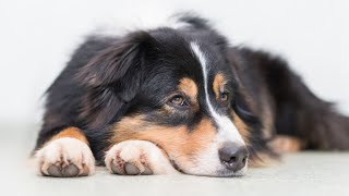 Do Australian Shepherds Shed? 🐾🌟 | Understanding Aussie Shedding & Coat Care