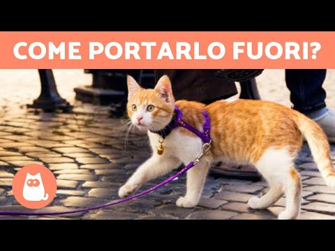 Video: 3 modi per portare a casa un nuovo gatto senza sconvolgere il tuo gatto