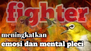 ampuh meningkatkan mental dan emosi pleci - terapi mental pleci