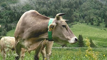 Hemav - IXOriguè Project