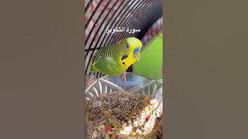 #سورة_التكوير #قرآن #اجزون_ابراهيمي #ألبانيا #العراق #مصر #السعودية #طيور #البادجي #quran #budgies