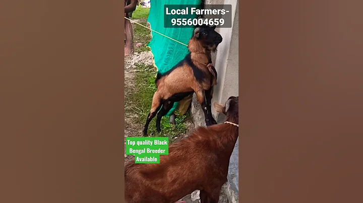 Watch the video about Top quality Black Bengal Breeder for sale / Desi goat / Local farmers #shorts #desigoats #goatfarm