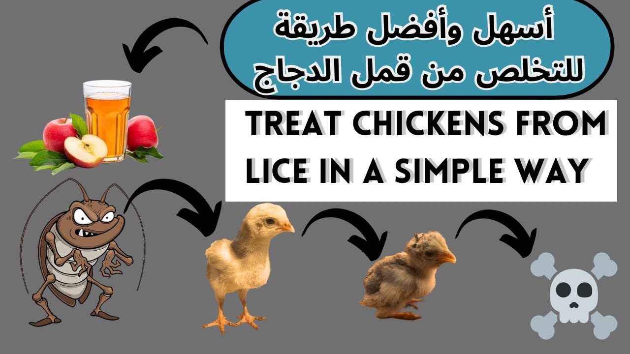 علاج الافراخ 🐥من القمل بطريقة بسيطة ونهائية Simple and definitive treatment of lice in chicks