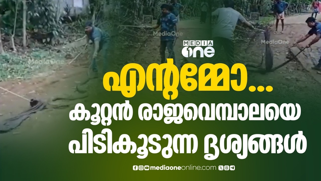 മരത്തിന്റെ മുകളിലാണ് രാജവെമ്പാല... നോക്കണേ... കൂറ്റൻ രാജവെമ്പാലയെ പിടികൂടുന്ന ദൃശ്യങ്ങൾ