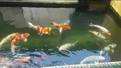 Hồ cá koi của A Kỳ Anh ở TP Quảng Ngãi. Nuôi cá koi Nhật thật đẹp.