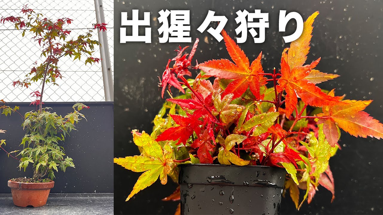 去年挿した出猩々はどうなった？今年も出猩々もみじの挿し木に挑戦し