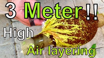 Air Layering citrus tree