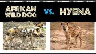 Wild Dogs attack lone Spotted Hyena | RAW & REAL CITA