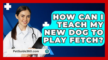 How Can I Teach My New Dog To Play Fetch? - PetGuide360.com