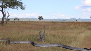 Black Mamba Koboko Nyoka Tishio