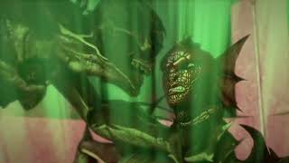 Tmnt We Do Not Belong Here