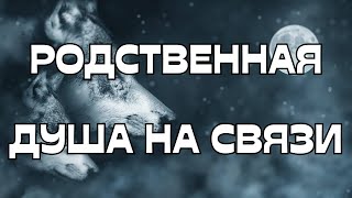 🚨РОДСТВЕННАЯ ДУША НА СВЯЗИ🕊️☎️