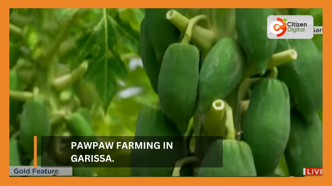  KENYA'S GOLD Pawpaw Farming in Garissa YouTube