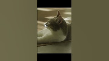 Life of lazy cats #shorts