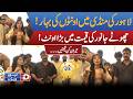 Lahore Cattle Market Sees Camel Boom Big Camels Available at Surprisingly Low Prices This Eid Season