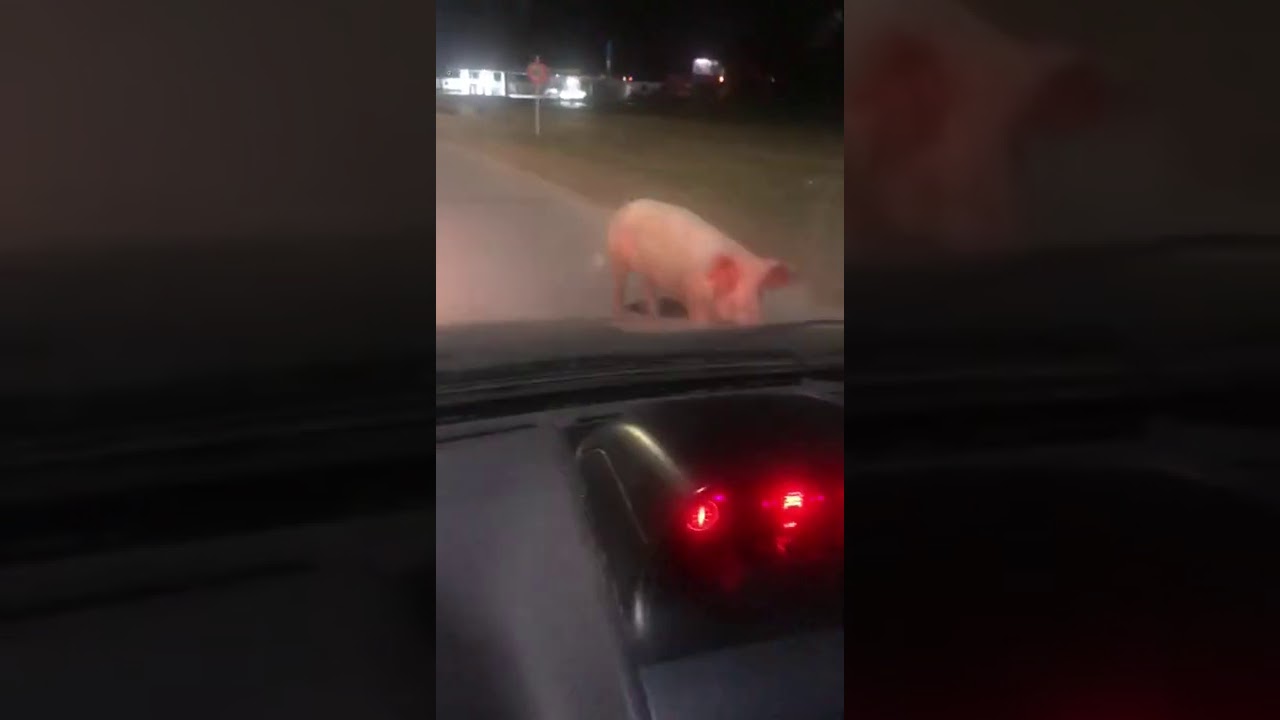 UN CHANCHO SUELTO EN AVENIDA CABRERA