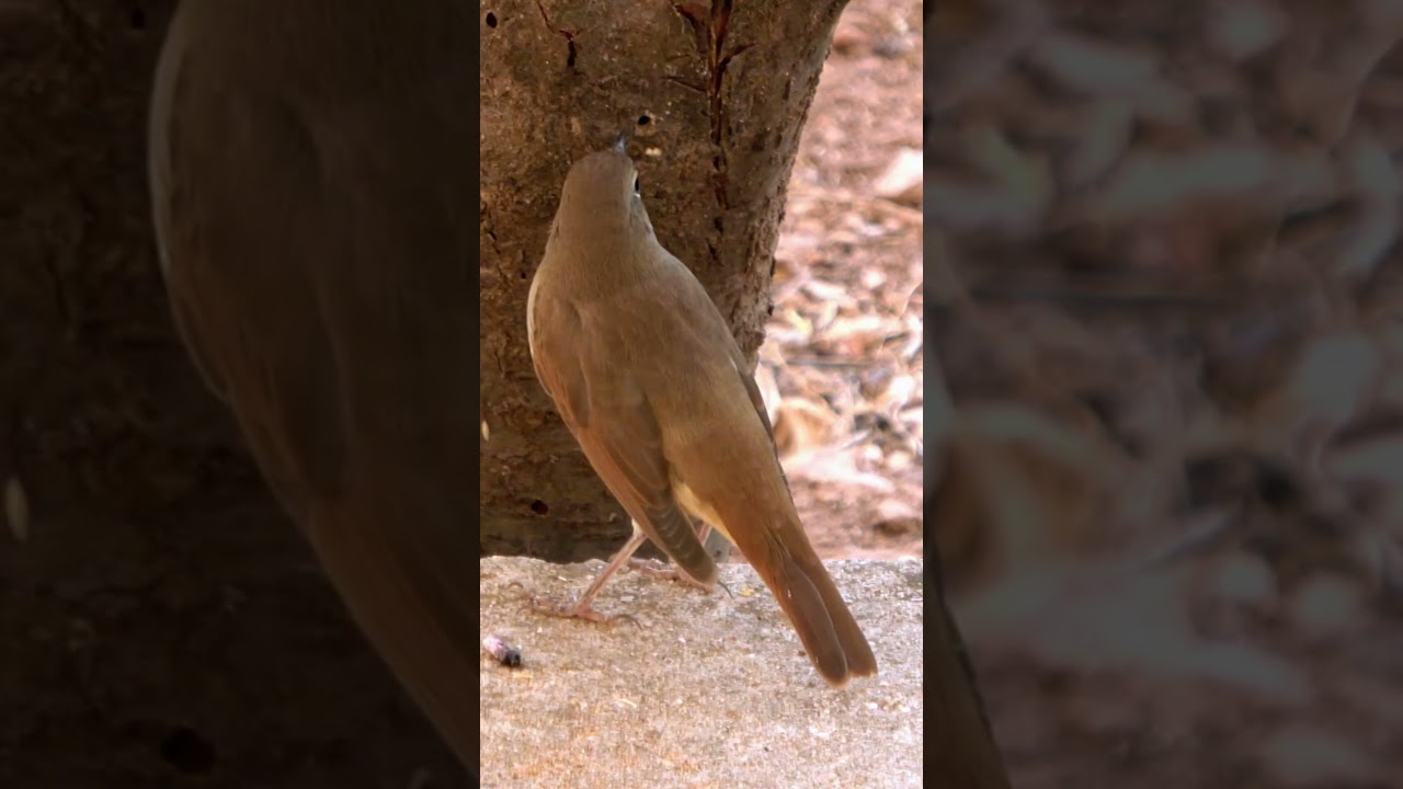 Sikatan londo ( Luscinia megarhynchos)
