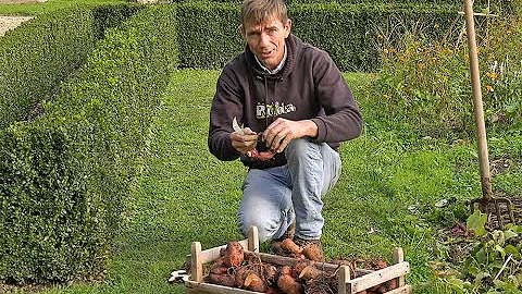 Quel âge pour la patate douce ?