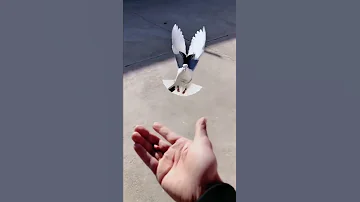 حمامة الزاجل الاصيل Paloma الزاجل Jenessee Pigeons Birdwatching طيور الجنة طيور العالم 