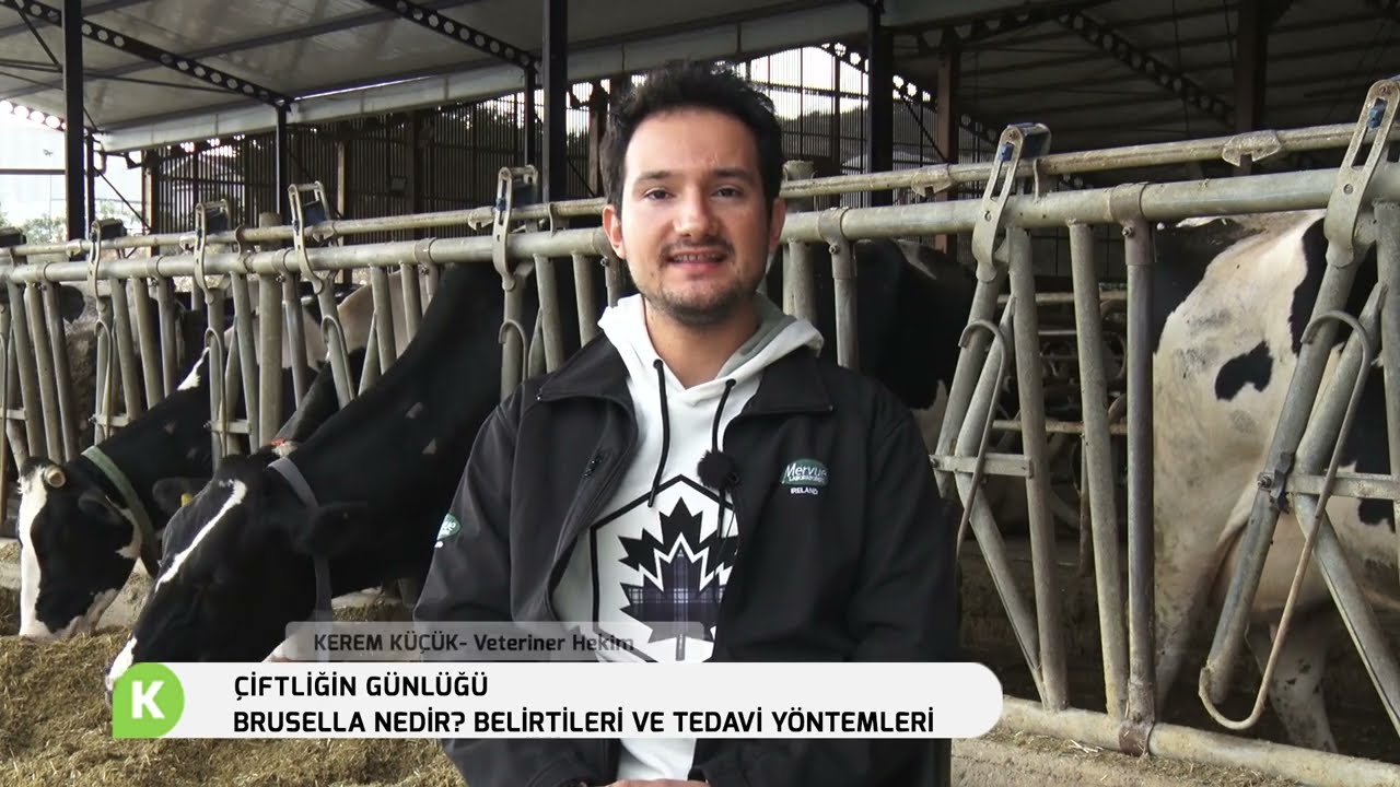 BRUSELLA NEDİR ? BELİRTİLERİ VE TEDAVİ YÖNTEMLERİ | ÇİFTLİĞİN GÜNLÜĞÜ