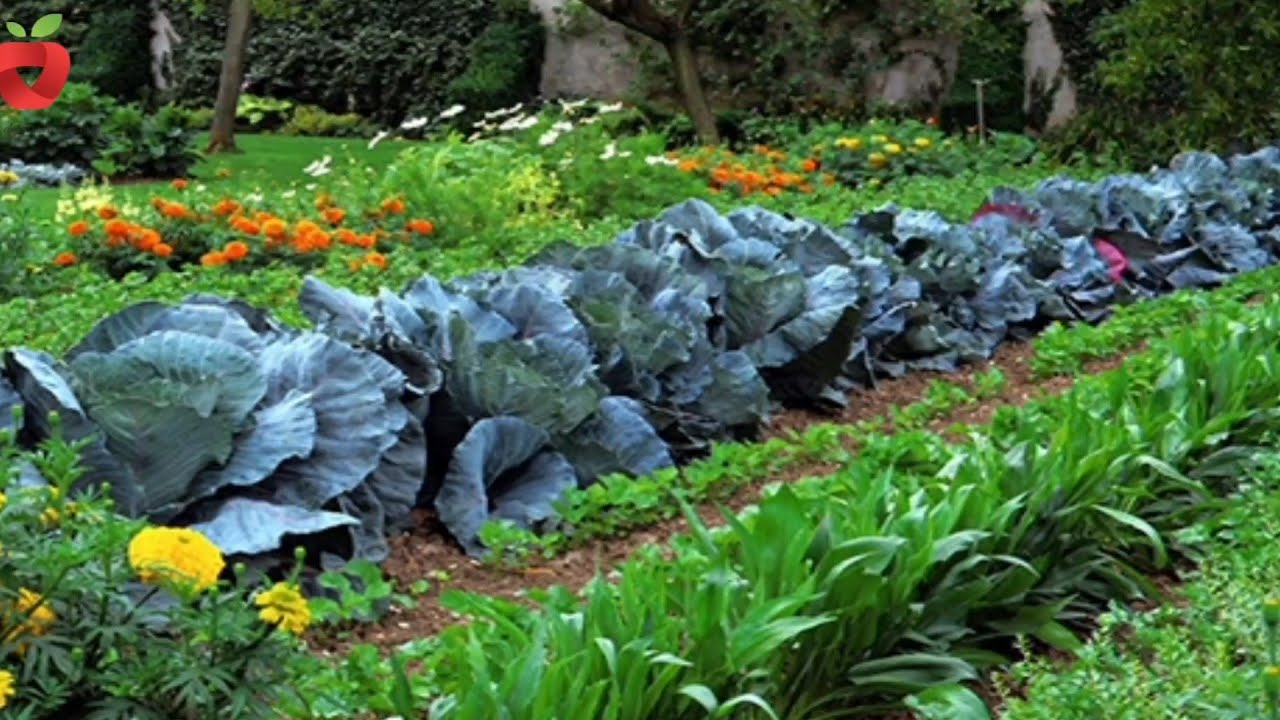 Правильная расстановка растений в саду - Хорошие и плохие соседи