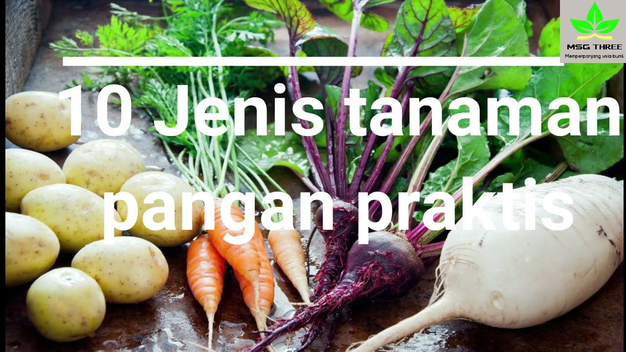 10 Jenis Tanaman Pangan