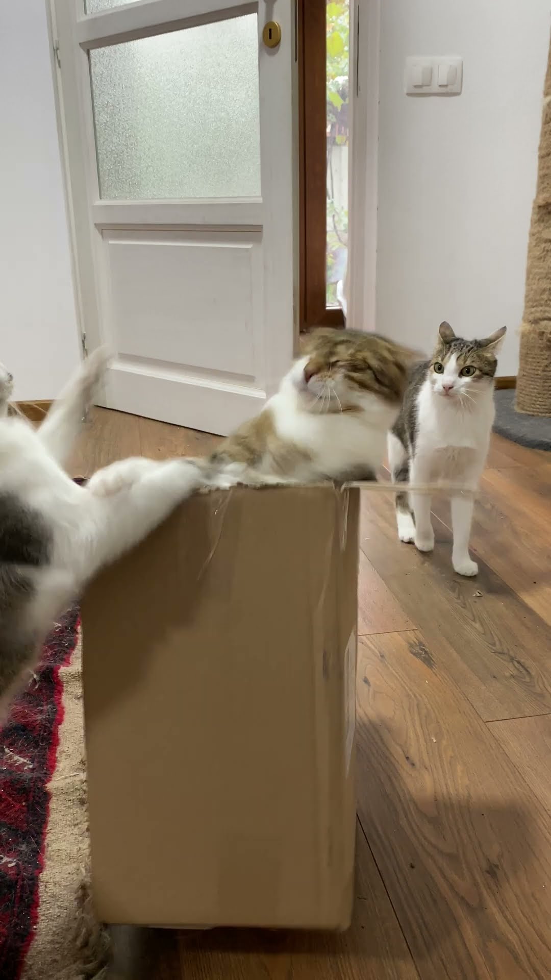 Two Cats Wrestle for a Box While a Third Watches in Confusion