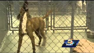 Parvovirus outbreak at Kenton Co. Animal Shelter leaves more than 20 dogs dead
