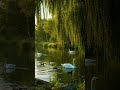 #relax #studymusic #cafeambience #cozycafe #jazz #4kambience #jazzpiano #relaxing #duck #ambient