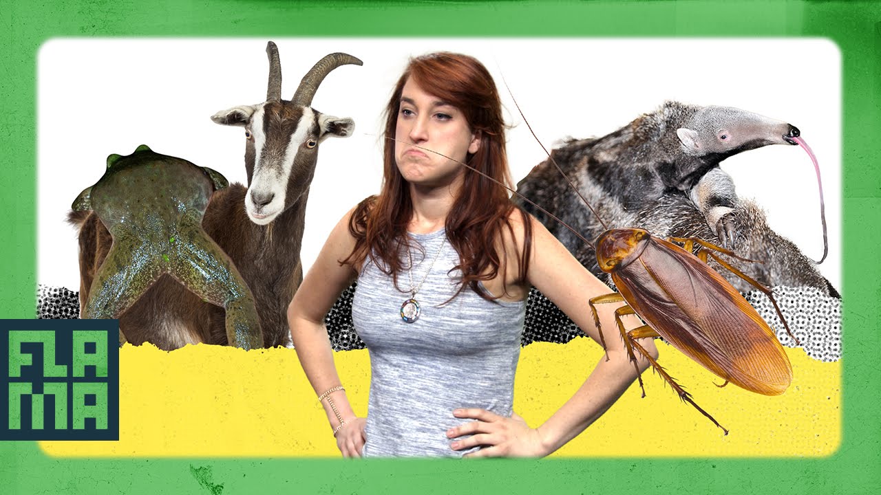 9 ABSURD Spanish Sayings Joanna Rants YouTube