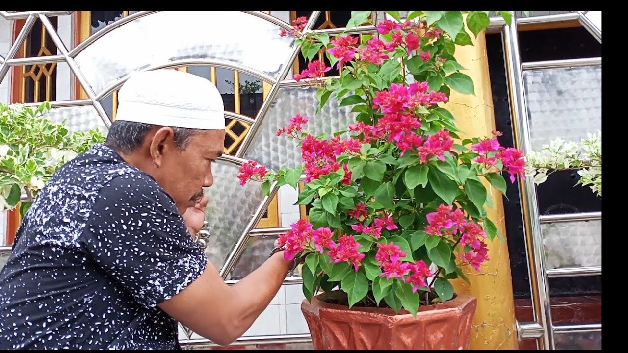 cara merawat bunga Bougenville agar cepat besar Dan subur, bonsai YouTube