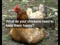 Amish chicken coop plans | cheap detailed easy designs & how to build an Amish chicken coop plans Amish chicken coop plans | cheap detailed easy designs & how to build an Amish chicken coop plans