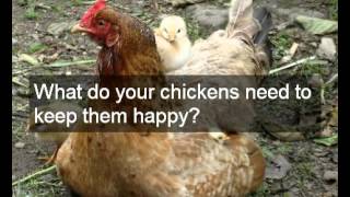 Amish Chicken Coop Plans | Cheap Detailed Easy Designs & How To Build An Amish Chicken Coop Plans