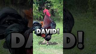 The Poultry Prophecy David Has Been Chosendavid, Oooooh David, Daaaviiidd