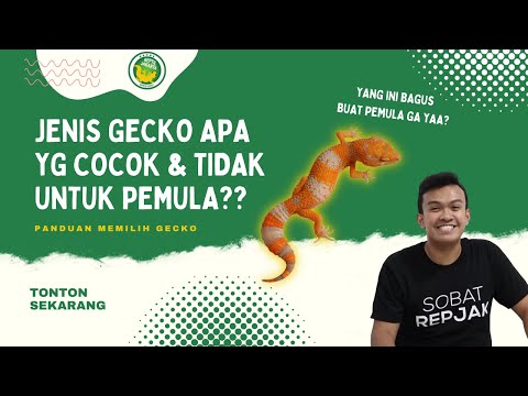 5 TIPS MEMILIH LEOPARD GECKO UNTUK PEMULA