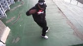 ダンスラ曲 Youtube