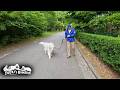とても体調が良いので張り切ってお散歩をしたアランです Great Pyrenees グレートピレニーズ